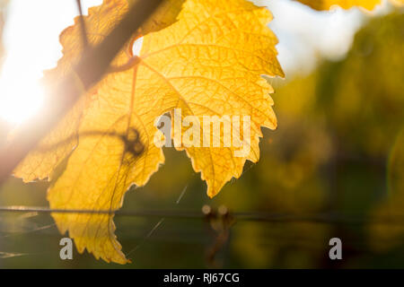 Nahaufnahme des Weinblattes im Herbst Stockfoto