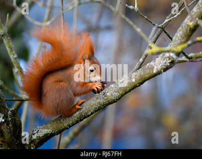 Eichhörnchen (Sciurus vulgaris), Stuttgart, Baden-Württemberg, Deutschland Stockfoto