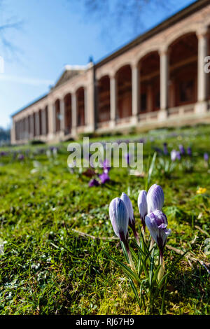 Europa, Deutschland, Baden-Württemberg, Baden-Baden, Krokusblüte (Crocus) vor der Trinkhalle Stockfoto