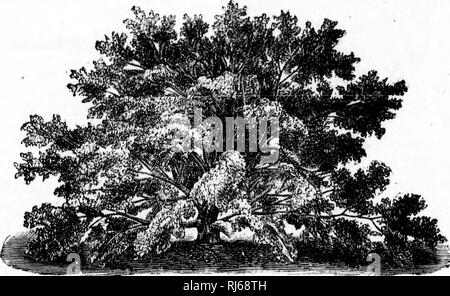 . Der kanadische Förster illustrierte Anleitung [microform]. Die Wälder und die Forstwirtschaft; Forêts et Forstwirtschaft. 108. Die KANADISCHE FOHESTER S Samen sind von drei Arten; jede der drei anspruchsvolle eine andere Art der Behandlung, nämlich, Nüssen und Eicheln, harte Samen, und weiche Samen. Nnls (wahiut. s) sollte gesät werden, wenn möglich, sobald sie reif sind. Wenn die sprinj^ muss gewartet, die Muttern halten wird, wenn sie in feuchten Sand gelegt und hielt an einem kühlen Ort (Keller); oder, besser noch, aus Türen, dick mit Stroh, Blättern, etc. In diesem (; ase,. Auch.-freemanii x fraxini folium - Ash Endivie Stockfoto