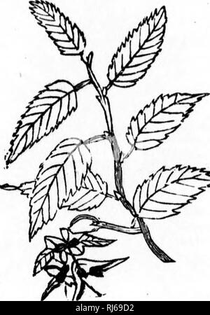 . Der kanadische Förster illustrierte Anleitung [microform]. Die Wälder und die Forstwirtschaft; ForÃªts et Forstwirtschaft. Â â 70 DER KANADISCHEN FÖRSTER S Räder, und für firini^, wenn es genug davon. Aus diesen Gründen, Er muss mit der entsprechenden Sorgfalt und sein Wachstum unterstützt erhalten werden. Die hainbuche Köstlichkeiten in humosen Böden; der Same ist trocken, hart, und geflügelte und ein Pfund über zehntausend Pickles, die langsam sind zu germi - nate. Es wäre auch im Herbst zu säen, obwohl die. tm^ 46 âCarpinus Americana^ Samen und Blätter von Hainbuche Samen in feuchten Sand bis zum Frühjahr gehalten werden kann. Eng. Nr. 46 stellt die Le Stockfoto