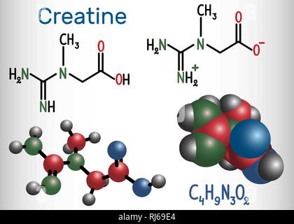 Kreatin Molekül. Strukturelle chemische Formel und Molekül-Modell. Vector Illustration Stock Vektor