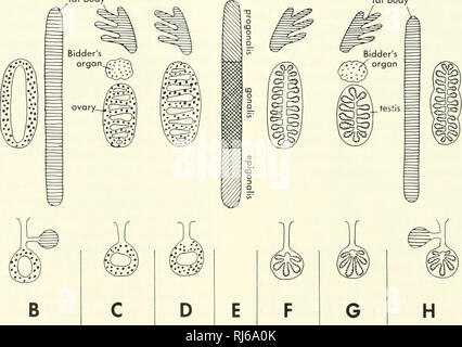 . Stellung der Morphologie. Morphologie (Tiere); Chordata. und sehr komplizierter; es erstreckt sich über die gesamte Länge der Körperhöhle. Die Eier geben Sie die Mündung Durchqueren dieser Kanal, wo Sie Ihre jelly Beschichtung in ovipa erwerben - rous Typen. In Lebendgebärende Arten die Eier entwickeln sich in diesem Rohr. Mehrere Arten von Salamandra und Spelerpes fuscus sind vivip - arous, ebenso die apodans Typhlo 7 iectes compressicauda und Dermophis thomensis. Die Rohre können zu einem ostiums aufgeteilt werden, eine infundibulum (mit einer dünnen Wand, Lumen, und keine Drüsen), ein Rohr (mit Verschraubungen in jenen Formen, die Eier legen, oder Keine gl Stockfoto