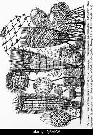 . Einige herausragende Punkte in der Wissenschaft der Erde [microform]. Geologie; Paläontologie; Géologie; Paléontologie. . Bitte beachten Sie, dass diese Bilder sind von der gescannten Seite Bilder, die digital für die Lesbarkeit verbessert haben mögen - Färbung und Aussehen dieser Abbildungen können nicht perfekt dem Original ähneln. extrahiert. Dawson, J. W. (John William), Sir, 1820-1899. Montreal: W. Drysdale Stockfoto