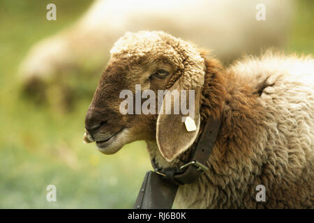 Eine braunes Schaf mit Glocke e auf der Weide, Stockfoto