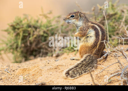 Barbary Erdhörnchen (Atlantoxerus Getulus) in Fuerteventura Spanien Stockfoto