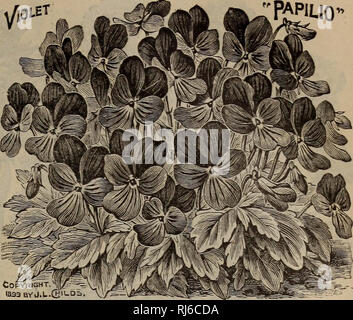 . Childs' seltene Blumen, Gemüse und Obst. Verkaufskataloge Samen