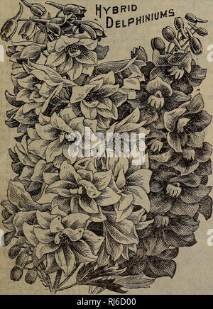 . Childs' seltene Blumen, Gemüse & Amp; Früchte. Verkaufskataloge Samen; Baumschulen (Gartenbau) Kataloge; Samen; Blumen Kataloge Kataloge Kataloge; Gemüse; Obstbäume Kataloge; John Lewis Childs (Firma); kommerzielle Kataloge; Baumschulen (Gartenbau); Samen; Blumen; Gemüse; Obstbäume. GyclanjeQ. {Haus.) Forfull Beschreibung unserer Grand New Cyclamen, siehe Anlage. Unsere Belastung von Cyclamen Saatgut ist die feinste war, da wir eine Spezialität dieser Blume für mehrere Jahre gemacht haben und sicherte die feinsten verbesserte Sorten. Alle unsere Cycla - Männer haben die meisten eleganten bunte Laub ein