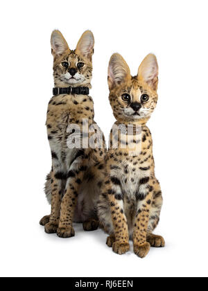 Duo von junge serval Katze Kätzchen gerade nach oben sitzen tragen Kragen, auf und neben der Kamera. Auf weissem Hintergrund. Stockfoto