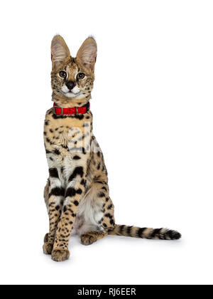 Junge Serval Katze Kätzchen gerade oben sitzen, das Tragen der roten Kragen, auf der Suche Kamera mit geneigtem Kopf. Auf weissem Hintergrund. Stockfoto