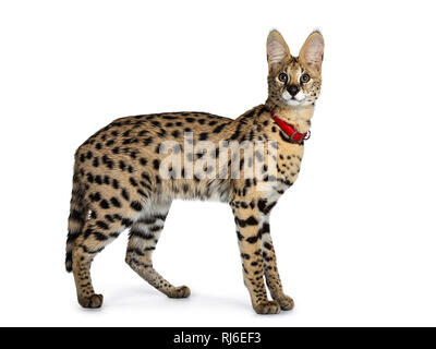 Junge Serval Katze Kätzchen Seite Möglichkeiten, das Tragen der roten Kragen, in die Kamera zu schauen. Auf weissem Hintergrund. Stockfoto