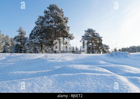 Landschaft. Pinienwald im Schnee an einem sonnigen Tag Stockfoto