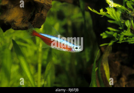 Roter Neon, Kardinaltetra, Roter, Neonfisch Paracheirodon axelrodi, Cheirodon axelrodi, Hyphessobrycon cardinalis Cardinal Tetra, Cardinalis, Néon ro Stockfoto