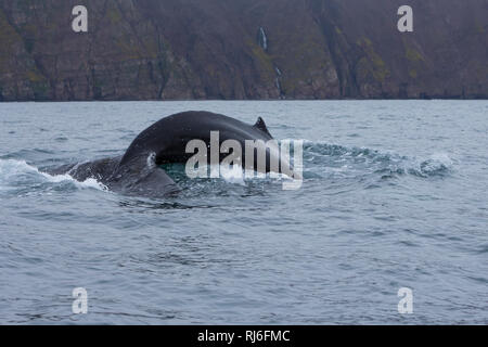 Buckelwal, Finne und Fluke, Buckel-Wal, Wal, Wale, Megaptera novaeangliae, Buckelwale, Rückenflosse und Fluke, La Baleine à Bosse, La mégaptère, La Stockfoto