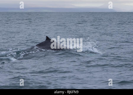 Buckelwal, Finne, Buckel-Wal, Wal, Wale, Megaptera novaeangliae, Buckelwale, Rückenflosse, La Baleine à Bosse, mégaptère jubarte la, la, la rorqual Stockfoto