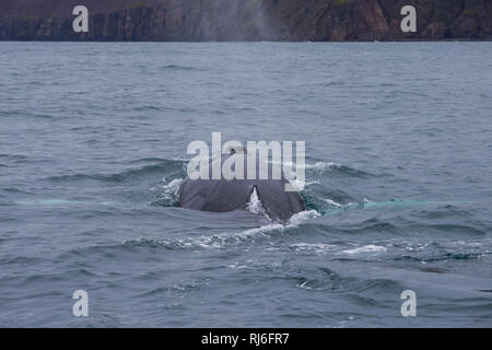 Buckelwal, Buckel-Wal, Wal, Wale, Megaptera novaeangliae, Buckelwale, La Baleine à Bosse, mégaptère jubarte la, la, la rorqual à Bosse, Walsafari, Stockfoto