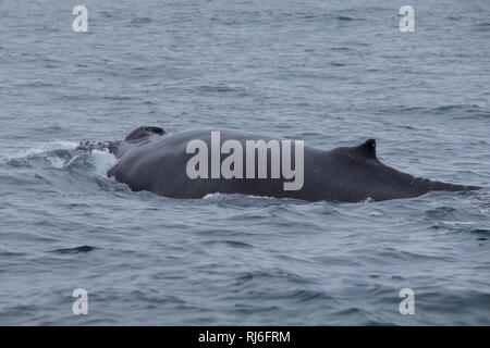 Buckelwal, Buckel-Wal, Wal, Wale, Megaptera novaeangliae, Buckelwale, La Baleine à Bosse, mégaptère jubarte la, la, la rorqual à Bosse, Walsafari, Stockfoto