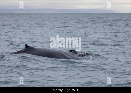 Buckelwal, Buckel-Wal, Wal, Wale, Megaptera novaeangliae, Buckelwale, La Baleine à Bosse, mégaptère jubarte la, la, la rorqual à Bosse, Walsafari, Stockfoto