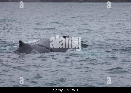 Buckelwal, Buckel-Wal, Wal, Wale, Megaptera novaeangliae, Buckelwale, La Baleine à Bosse, mégaptère jubarte la, la, la rorqual à Bosse, Walsafari, Stockfoto