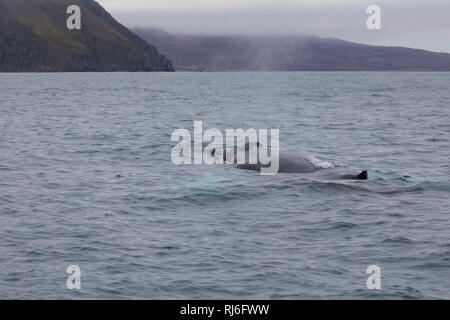 Buckelwal, Buckel-Wal, Wal, Wale, Megaptera novaeangliae, Buckelwale, La Baleine à Bosse, mégaptère jubarte la, la, la rorqual à Bosse, Walsafari, Stockfoto