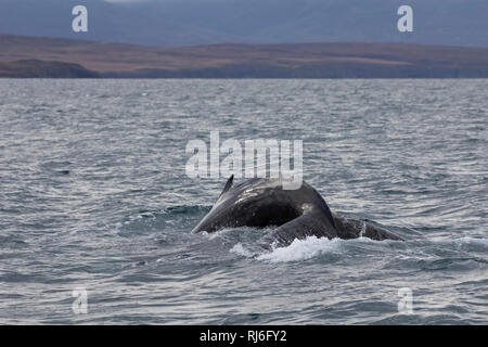 Buckelwal, Finne und Fluke, Buckel-Wal, Wal, Wale, Megaptera novaeangliae, Buckelwale, Rückenflosse und Fluke, La Baleine à Bosse, La mégaptère, La Stockfoto