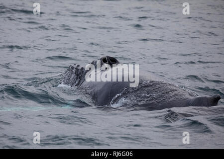 Buckelwal, Buckel-Wal, Wal, Wale, Megaptera novaeangliae, Buckelwale, La Baleine à Bosse, mégaptère jubarte la, la, la rorqual à Bosse, Walsafari, Stockfoto