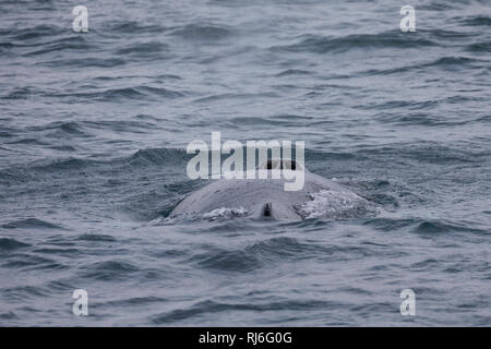 Buckelwal, Buckel-Wal, Wal, Wale, Megaptera novaeangliae, Buckelwale, La Baleine à Bosse, mégaptère jubarte la, la, la rorqual à Bosse, Walsafari, Stockfoto