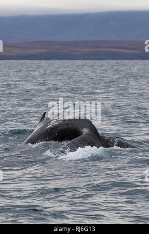 Buckelwal, Finne und Fluke, Buckel-Wal, Wal, Wale, Megaptera novaeangliae, Buckelwale, Rückenflosse und Fluke, La Baleine à Bosse, La mégaptère, La Stockfoto