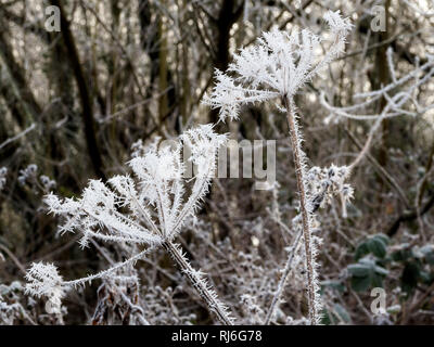 Nahaufnahme der gezackten Eiskristalle durch Raureif auf den Köpfen der eine wilde Petersilie Anlage. Stockfoto