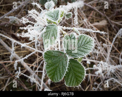 Eiskristalle gebildet auf einem Black Bush Blatt und eine wilde Petersilie Kopf während eines starken Frost. Stockfoto