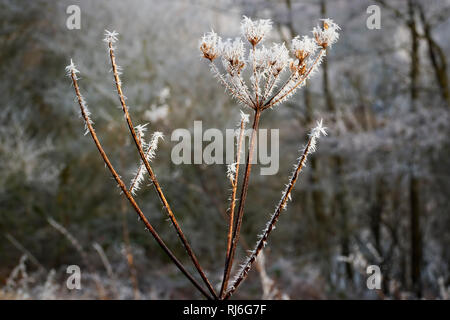 In der Nähe von spiky Eiskristalle auf eine wilde Petersilie Blume gebildet von einem starken Frost. Stockfoto