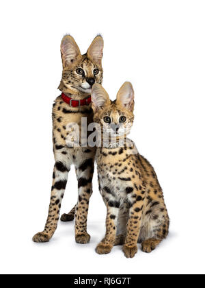 Duo von junge serval Katze Kätzchen gerade nach oben sitzen tragen Kragen, auf und neben der Kamera. Auf weissem Hintergrund. Stockfoto