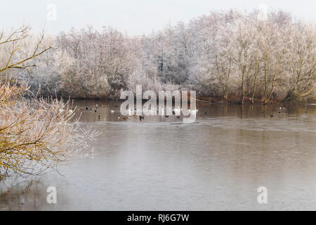 Schwäne, Stockenten, Blässhühner, Möwen und andere Vögel auf einem teilweise zugefrorenen See umgeben von Frost bedeckt Stockfoto
