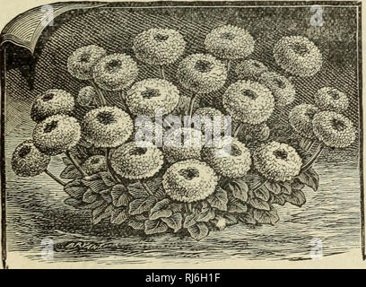 . Wahl flower Seeds 1912: Komplimente von Miss Emma V. Weiß. Blumen Samen Kataloge Kataloge; Gemüse; Samen Samen Kataloge. . Bitte beachten Sie, dass diese Bilder sind von der gescannten Seite Bilder, die digital für die Lesbarkeit verbessert haben mögen - Färbung und Aussehen dieser Abbildungen können nicht perfekt dem Original ähneln. extrahiert. Emma V. Weiß (Firma: Minneapolis, Minn.); Henry G. Gilbert Baumschule und Saatgut Handel Katalog Kollektion. Minneapolis, Minn.: E. V. Weiß Stockfoto