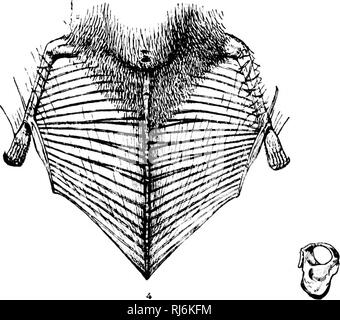 . Eine Monographie der Fledermäuse von Nordamerika [microform]. Fledermäuse; Chauves-souris. . Bitte beachten Sie, dass diese Bilder sind von der gescannten Seite Bilder, die digital für die Lesbarkeit verbessert haben mögen - Färbung und Aussehen dieser Abbildungen können nicht perfekt dem Original ähneln. extrahiert. Allen, Harrison, 1841-1897. Washington: G. S. O. Stockfoto