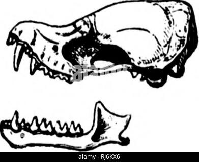 . Eine Monographie der Fledermäuse von Nordamerika [microform]. Fledermäuse; Chauves-souris. . Bitte beachten Sie, dass diese Bilder sind von der gescannten Seite Bilder, die digital für die Lesbarkeit verbessert haben mögen - Färbung und Aussehen dieser Abbildungen können nicht perfekt dem Original ähneln. extrahiert. Allen, Harrison, 1841-1897. Washington: G. S. O. Stockfoto