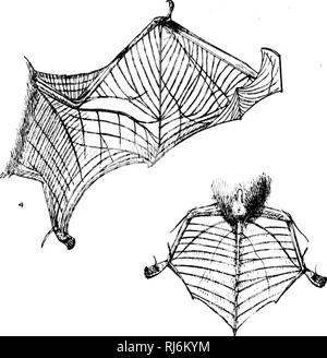 . Eine Monographie der Fledermäuse von Nordamerika [microform]. Fledermäuse; Chauves-souris. . Bitte beachten Sie, dass diese Bilder sind von der gescannten Seite Bilder, die digital für die Lesbarkeit verbessert haben mögen - Färbung und Aussehen dieser Abbildungen können nicht perfekt dem Original ähneln. extrahiert. Allen, Harrison, 1841-1897. Washington: G. S. O. Stockfoto