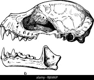 . Eine Monographie der Fledermäuse von Nordamerika [microform]. Fledermäuse; Chauves-souris. . Bitte beachten Sie, dass diese Bilder sind von der gescannten Seite Bilder, die digital für die Lesbarkeit verbessert haben mögen - Färbung und Aussehen dieser Abbildungen können nicht perfekt dem Original ähneln. extrahiert. Allen, Harrison, 1841-1897. Washington: G. S. O. Stockfoto