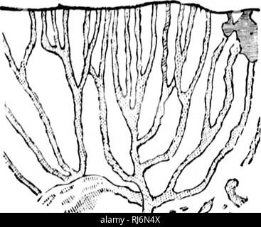 . Relikte der Urzeit Leben [microform]: Anfang des Lebens in der Frühzeit der geologischen Zeit. Paläontologie; Paléontologie. e.. /. R-' ^&gt;. Bitte beachten Sie, dass diese Bilder sind von der gescannten Seite Bilder, die digital für die Lesbarkeit verbessert haben mögen - Färbung und Aussehen dieser Abbildungen können nicht perfekt dem Original ähneln. extrahiert. Dawson, J. W. (John William), Sir, 1820-1899. New York; Toronto: F. H. Revell Stockfoto