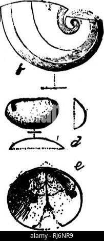 . Relikte der Urzeit Leben [microform]: Anfang des Lebens in der Frühzeit der geologischen Zeit. Paläontologie; Paléontologie. ^ '/. Bitte beachten Sie, dass diese Bilder sind von der gescannten Seite Bilder, die digital für die Lesbarkeit verbessert haben mögen - Färbung und Aussehen dieser Abbildungen können nicht perfekt dem Original ähneln. extrahiert. Dawson, J. W. (John William), Sir, 1820-1899. New York; Toronto: F. H. Revell Stockfoto