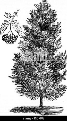 . Der kanadische Förster illustrierte Anleitung [microform]. Die Wälder und die Forstwirtschaft; Forêts et Forstwirtschaft. 62 DIE KANADISCHE FOHKSTEnS.. 26.- Sorbus Americana - Mountaiu - Esche mit Samen.. Bitte beachten Sie, dass diese Bilder sind von der gescannten Seite Bilder, die digital für die Lesbarkeit verbessert haben mögen - Färbung und Aussehen dieser Abbildungen können nicht perfekt dem Original ähneln. extrahiert. Chapais, J. C. (Jean Charles), 1850-1926. Montreal: E.Senécal Stockfoto