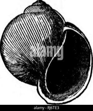 . Handbuch der Zoologie [microform]: Mit Beispielen aus kanadischen Arten, die jüngsten und Fossil:. Zoologie; Wirbellose; Zoologie; Invertébrés. . Bitte beachten Sie, dass diese Bilder sind von der gescannten Seite Bilder, die digital für die Lesbarkeit verbessert haben mögen - Färbung und Aussehen dieser Abbildungen können nicht perfekt dem Original ähneln. extrahiert. Dawson, J. W. (John William), Sir, 1820-1899. Montreal: Dawson Stockfoto