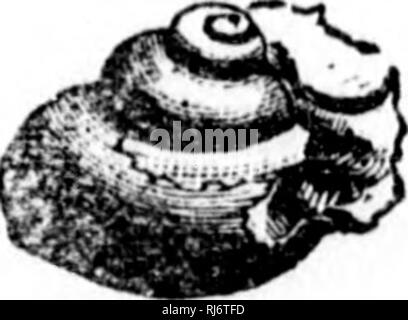 . Handbuch der Zoologie [microform]: Mit Beispielen aus kanadischen Arten, die jüngsten und Fossil:. Zoologie; Wirbellose; Zoologie; Invertébrés. Lepeta C'^oa, Mull, Fl 8 Niirclli&lt; hc. - Die "Key-Loch" oder perfo-rated Kletten. Eine kleine Arten, Cemorla JVoa - chinaj ist an unseren Küsten gefunden. Ilaliotiflic. - Glie Meer - Ohren sind schöne perlige Schalen nicht in diesem Land vertreten. Turbiiiidac - das sind die Top-Shells ard "Silver willies." Ihre Gehäuse turbirated, oder kurze, konische und Perligen withir. Trochus occidentalis ist in unseren Meeren gefunden, und mehrere Arten von Ma.' - ggirita Stockfoto