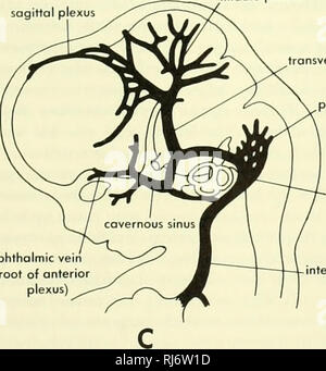 . Stellung der Morphologie. Morphologie (Tiere); Chordata. sagittale Plexus Mitte Plexus. quer Sinus posterioren dural Plexus sigmoid Sinus ophthalmic Vein (root der anterioren Plexus' der Vena jugularis interna. Bitte beachten Sie, dass diese Bilder sind von der gescannten Seite Bilder, die digital für die Lesbarkeit verbessert haben mögen - Färbung und Aussehen dieser Abbildungen können nicht perfekt dem Original ähneln. extrahiert. Jollie, Malcolm. New York, Reinhold Stockfoto