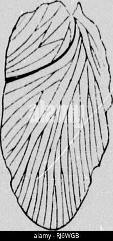 . Einige herausragende Punkte in der Wissenschaft der Erde [microform]. Geologie; Paläontologie; Géologie; Paléontologie. . Bitte beachten Sie, dass diese Bilder sind von der gescannten Seite Bilder, die digital für die Lesbarkeit verbessert haben mögen - Färbung und Aussehen dieser Abbildungen können nicht perfekt dem Original ähneln. extrahiert. Dawson, J. W. (John William), Sir, 1820-1899. Montreal: W. Drysdale Stockfoto