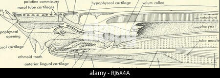 . Stellung der Morphologie. Morphologie (Tiere); Chordata. Velaren Ventil ersten afferenten branchial Eröffnung Q islet Gewebe Abbildung 9-26. Sagittalschnitt durch den Kopf Region ein neunauge. 9-28). Die gallenblase liegt zwischen diesen Vorsprung, und seine kurzen Abluftkanal erstreckt sich der Darm leicht nach links von der Mittellinie und gut hinter die Union der Rachen und Darm ein. An der Stelle, wo der Gallengang der Darm eingibt, gibt es eine Schwellung Kennzeichnung der Masse der Insel Gewebe der Bauchspeicheldrüse. Es gibt keine Milz in entweder oder Peiromyzon Myxine, obwohl die letzteren viel von lymphoidem Gewebe in der t Stockfoto