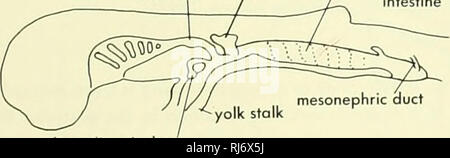 . Stellung der Morphologie. Morphologie (Tiere); Chordata. 7,5 mm Canalis neurentericus Magen Bauchspeicheldrüse Spirale Ventil mtestme. Ductus mesonephricus Leber Divertikel B 20,6 mm Milz piral Ventil Darm. Bitte beachten Sie, dass diese Bilder sind von der gescannten Seite Bilder, die digital für die Lesbarkeit verbessert haben mögen - Färbung und Aussehen dieser Abbildungen können nicht perfekt dem Original ähneln. extrahiert. Jollie, Malcolm. New York, Reinhold Stockfoto