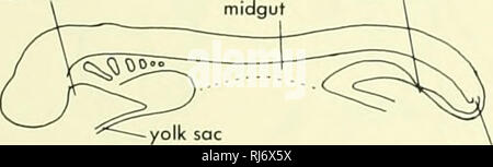 . Stellung der Morphologie. Morphologie (Tiere); Chordata. hinterdarm; dies fehlt in der Teleost, zumindest bei den Erwachsenen. Der mitteldarm Region ist viel in der strahlenflosser, mit Ausnahme der Polypterus länglich, und wird manchmal Sep-arated vom Hinterdarm durch ein Ventil. Der selachier und holocephalan ähnelt höhere Verte - brates in in einem kompakten Bauchspeicheldrüse, während die actinopteryg - ian Besonderes in einem diflfuse Pankreas und Pyloric caeca ist. Polypterus stimmt mit der actinopterygian in diesem. In der dipnoan, die Bauchspeicheldrüse ist innerhalb der Darmwand verbirgt, wie auch der Milz, aber beide sind Stockfoto