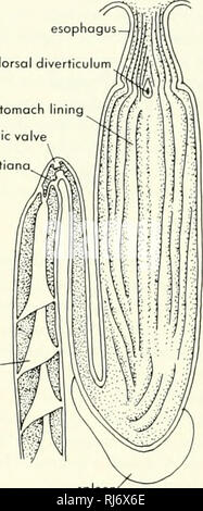 . Stellung der Morphologie. Morphologie (Tiere); Chordata. Spirale Ventil. Milz B SCYMUS LICHIA Milz C MUSTELUS LAEVUS Abbildung 9-21. Pyloric caeca in toemargus Borealis, EIN, und Scymus lichia, B und interne Sicht des Magens und dem vorderen Ende der Darm von Mustelui/oevus, C. (nach Pernkopf und Lehner, 1937) Ende der Mitteldarm. Die Bauchspeicheldrüse ist eine Band - wie Masse entlang der hepatischen Portal Kanal, der die Milz und die Wand des Darms Kanalisation liegen. Die intestinale Vene aus der Spirale Ventil und dem vorderen Darmwand tritt der hepatischen Portal Stammzellen am vorderen Ende der Bauchspeicheldrüse. Das Parenchym passe Stockfoto