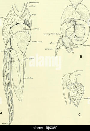 . Stellung der Morphologie. Morphologie (Tiere); Chordata. Die Bauchspeicheldrüse ist diffus, aber einige Fetzen dieses Gewebes kann entlang der Gallengang und zurück von dort in die vordere rechte Stück der Milz beobachtet werden. Dieser Teil der Milz ist in pankreatischen Gewebe, die weiter als eine Reihe von Litzen dorsal die Spirale Darm und entlang der beiden Glieder der anterioren intestinale Schleife eingebettet. Es gibt keine separaten Massen der Inselzellen Gewebe. In Polyodon die zwei Teile der Milz sind im pankreasgewebe Lügen Dor-solateral auf die Spirale Darm eingebettet. Die Milz ist vielen Stockfoto